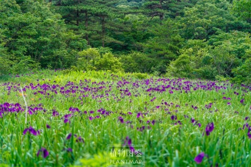 高山的玉蝉花海，美的摄人心魄