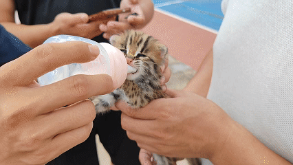 狗狗意外叼回“豹猫” 民警化身“临时奶爸”暖心救助