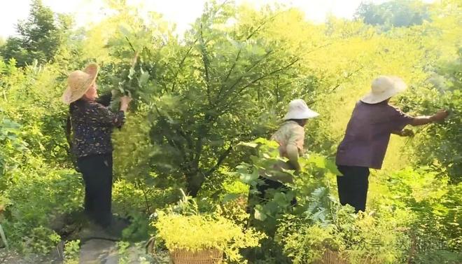 大竹县5200亩金槐迎来丰收
