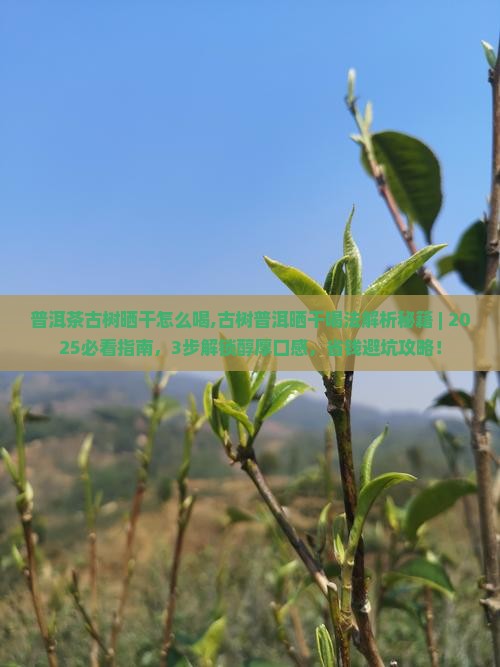 普洱茶古树晒干怎么喝,古树普洱晒干喝法解析秘籍 ｜ 2025必看指南，3步解锁醇厚口感，省钱避坑攻略！