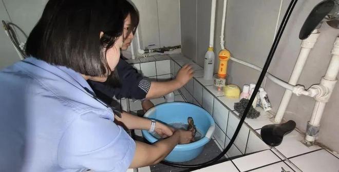 茫崖：警民携手救助国家“三有”保护动物野生鹌鹑