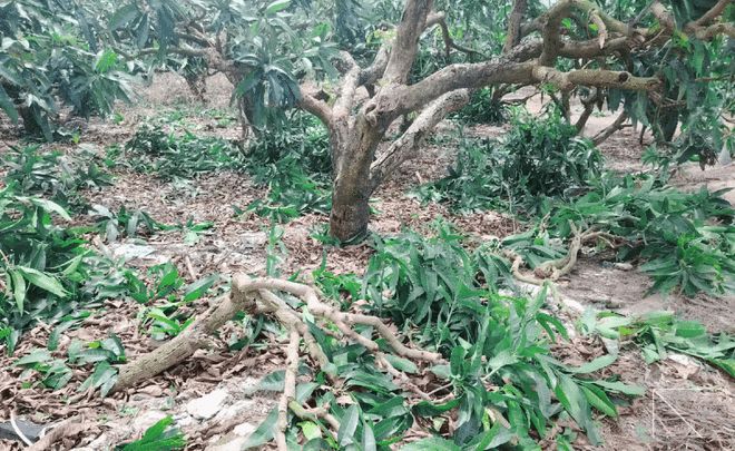 台风灾后 急“贷”复产 交行助力三亚芒果园快速复工复产