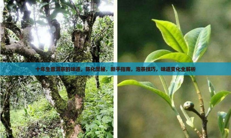 十年生普洱茶的味道，陈化奥秘，新手指南，泡茶技巧，味道变化全解析
