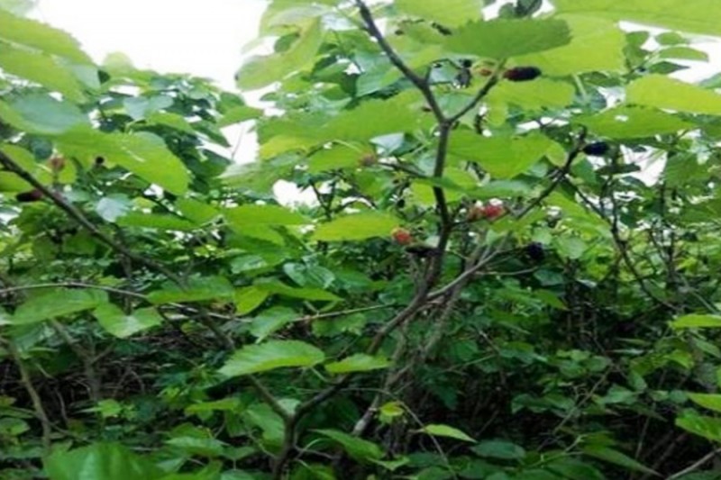 古人修建房屋之时，讲究“前不栽桑，后不栽柳”，到底有何含义？